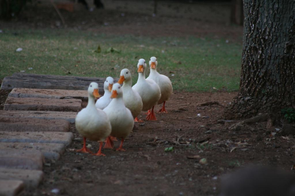 Akwela Guest Farm Hotel Bloemfontein Buitenkant foto